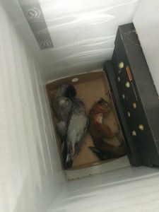 Just a little something the birds caught